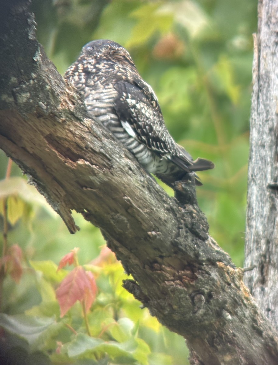 Common Nighthawk - ML636489093