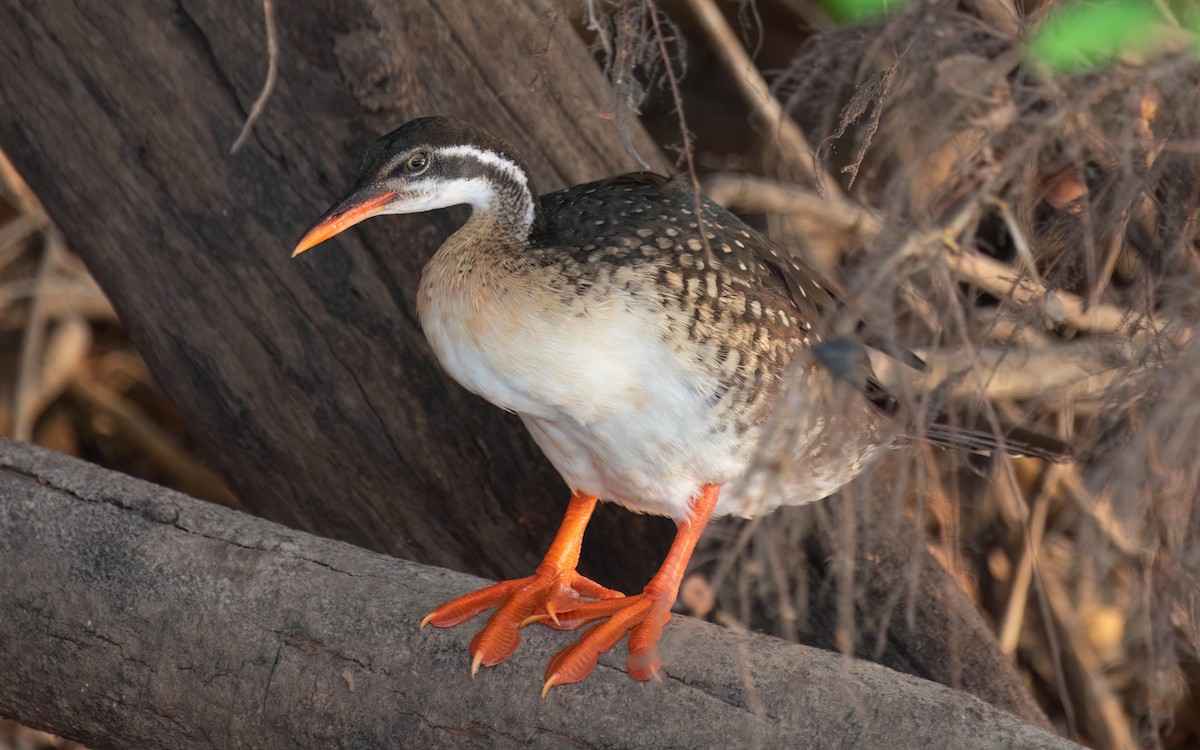 African Finfoot - ML636489095