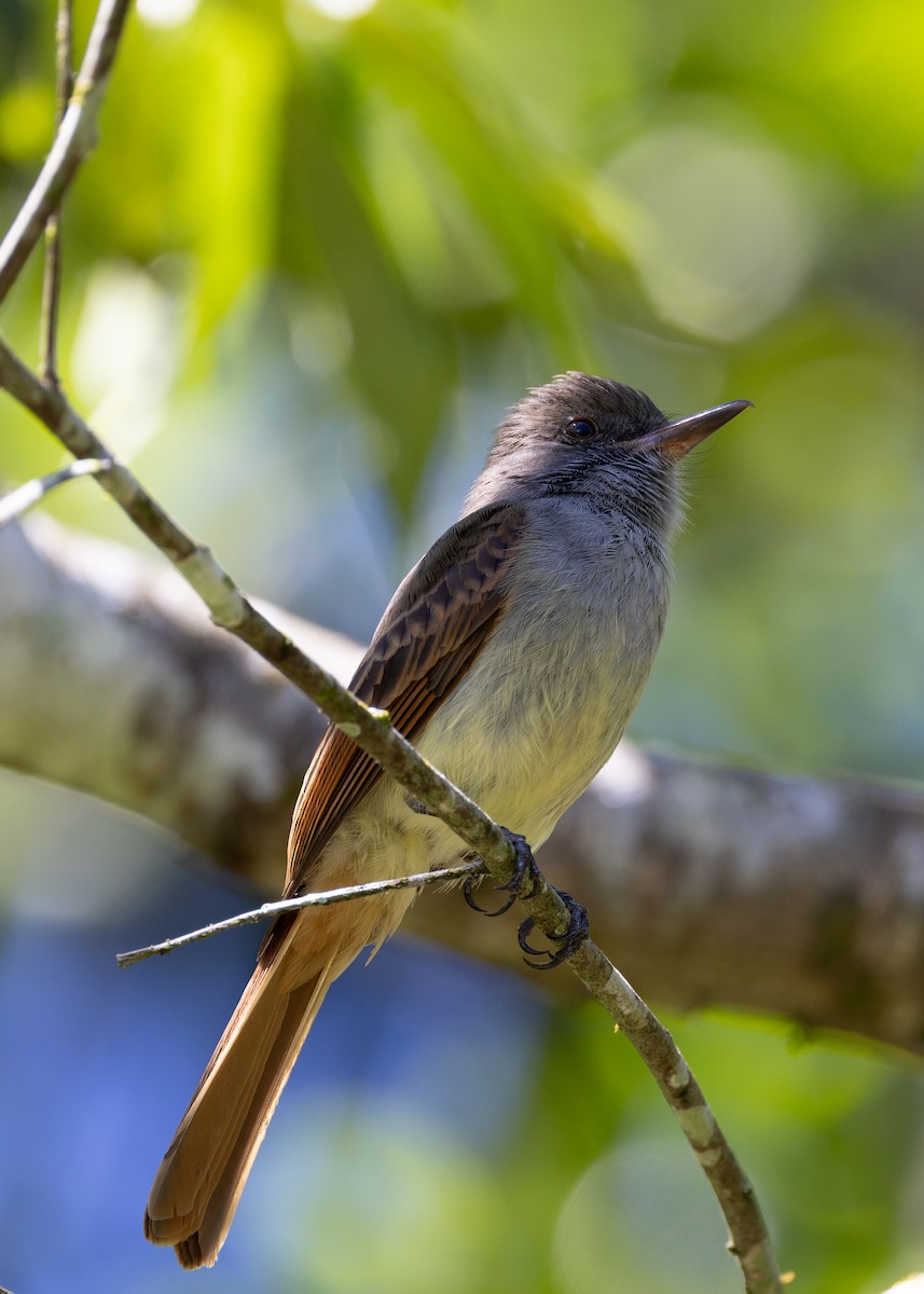 Rufous-tailed Flycatcher - ML636489131
