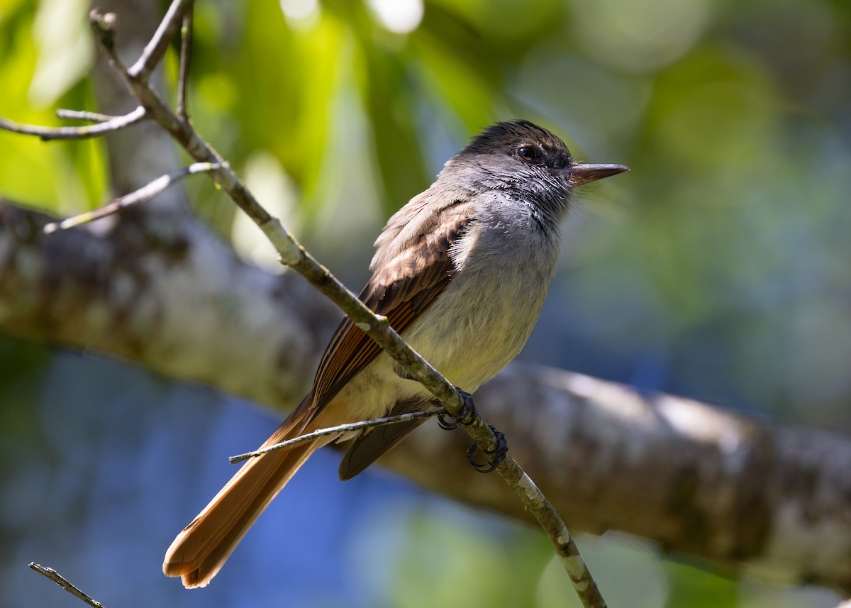 Rufous-tailed Flycatcher - ML636489132
