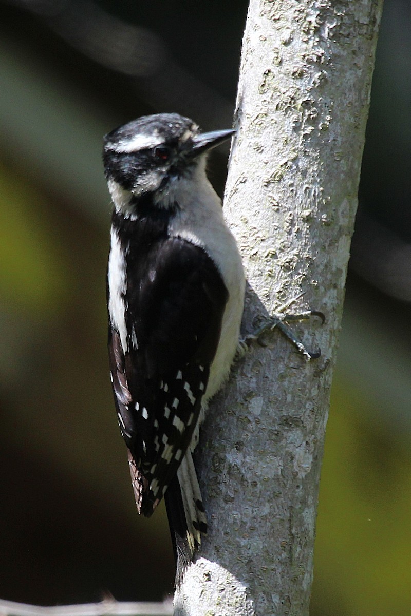 Downy Woodpecker - ML636489145