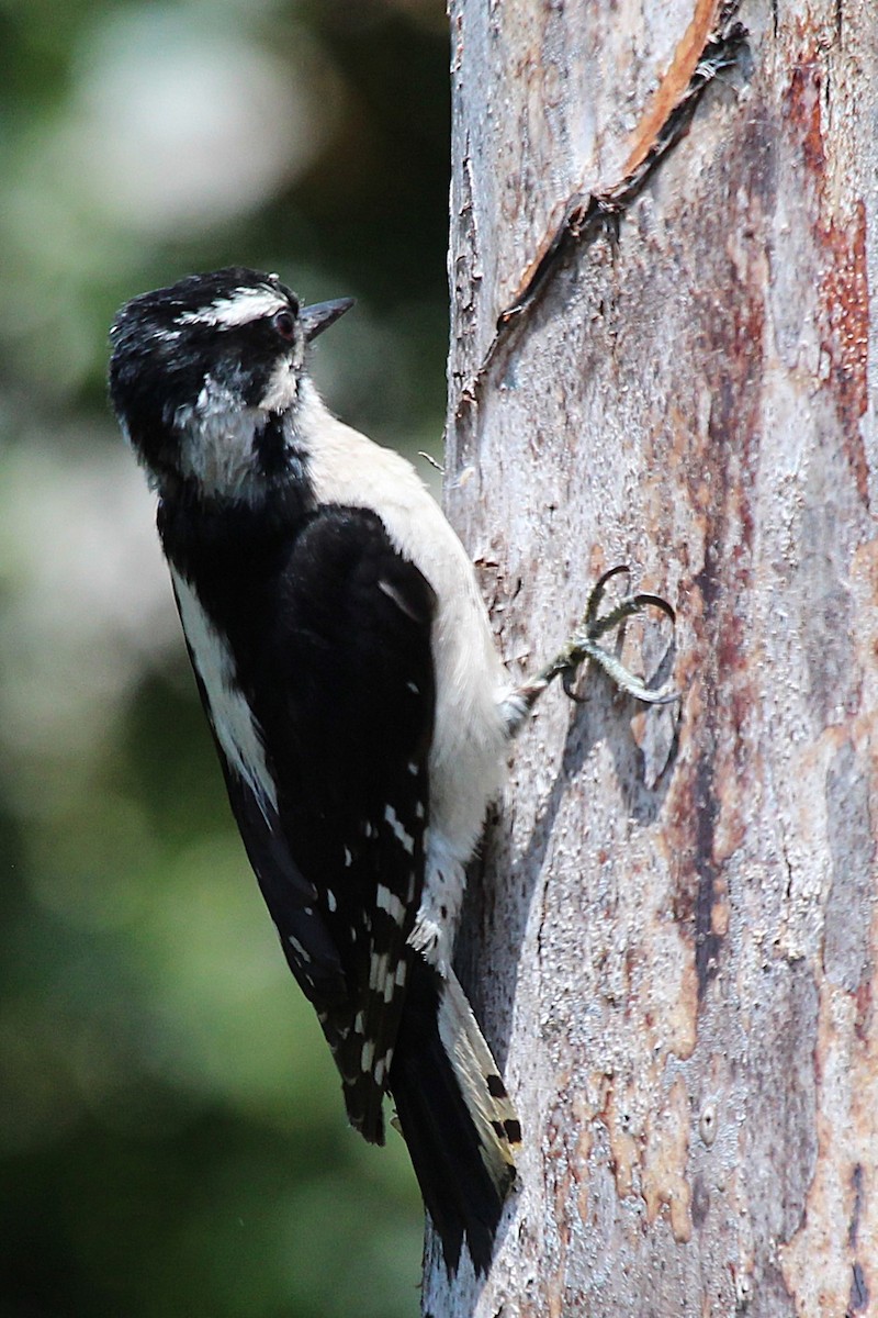 Downy Woodpecker - ML636489189