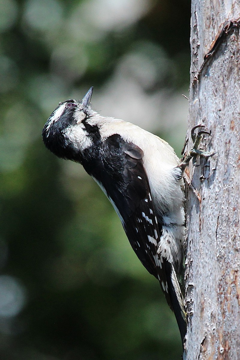Downy Woodpecker - ML636489191