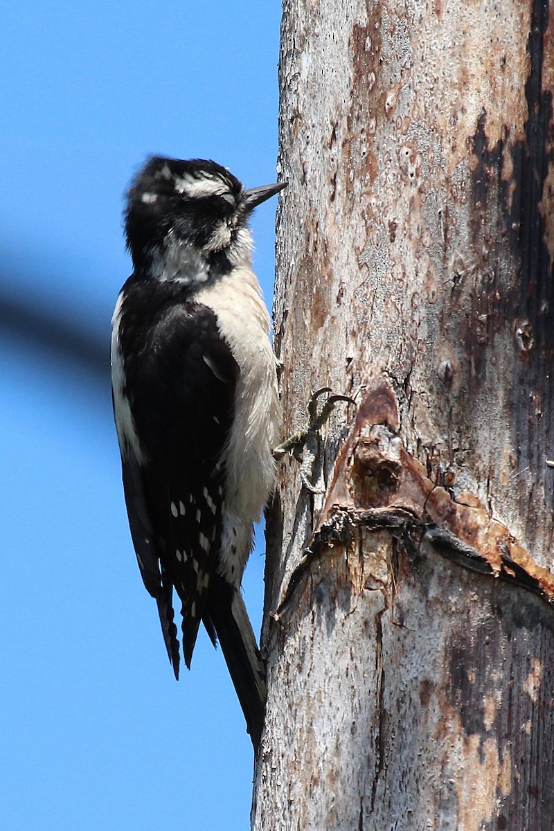 Downy Woodpecker - ML636489192