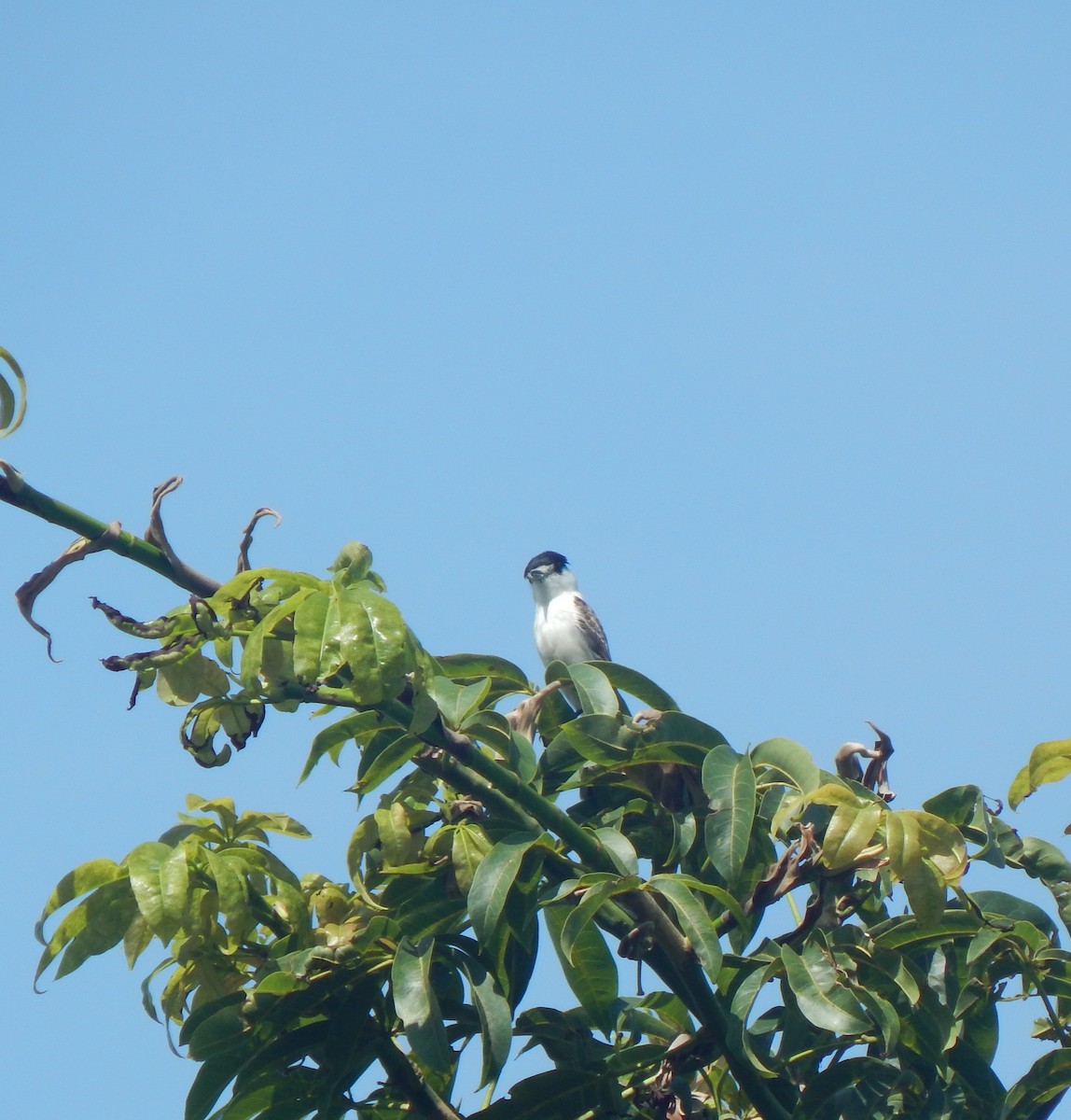 White-naped Xenopsaris - ML636489381
