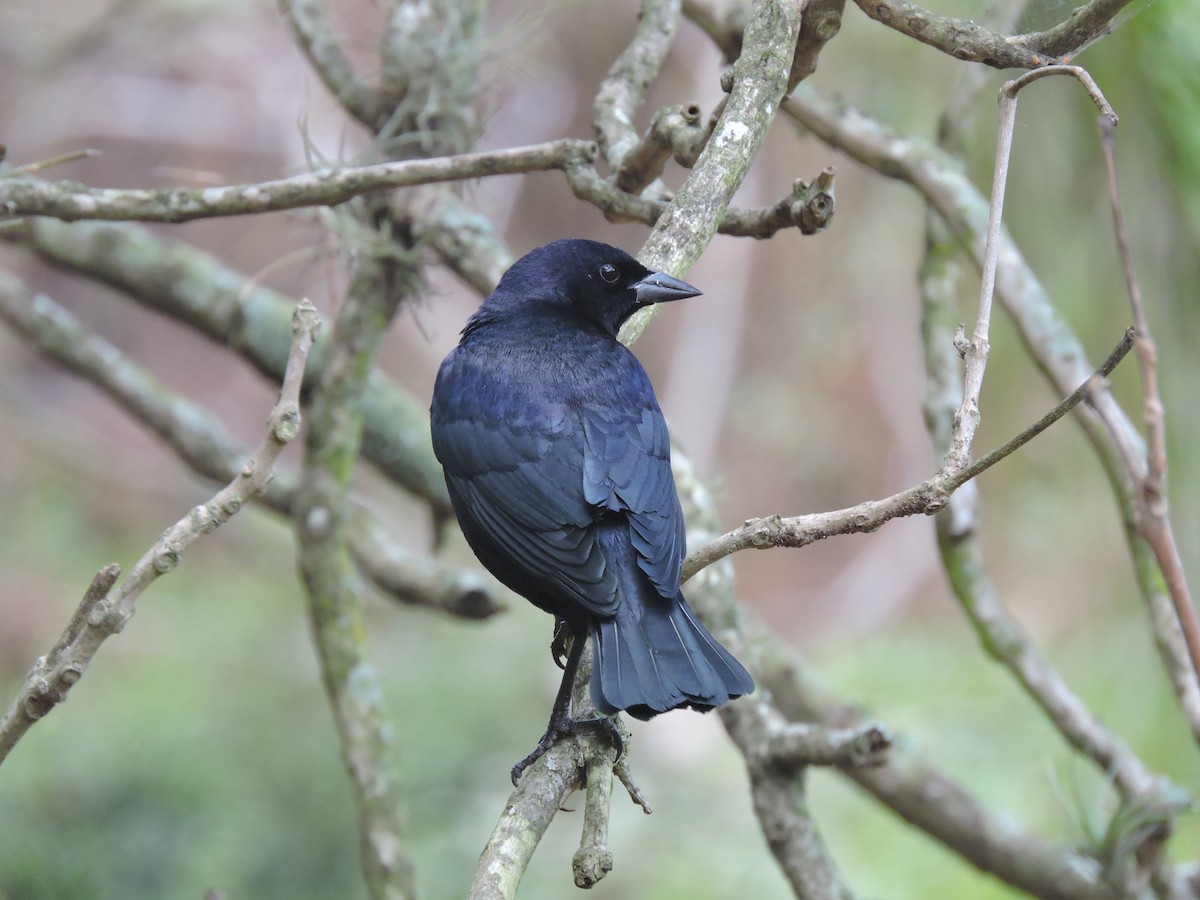 Shiny Cowbird - ML636489401