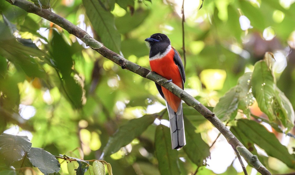 Malabar Trogon - ML636489414