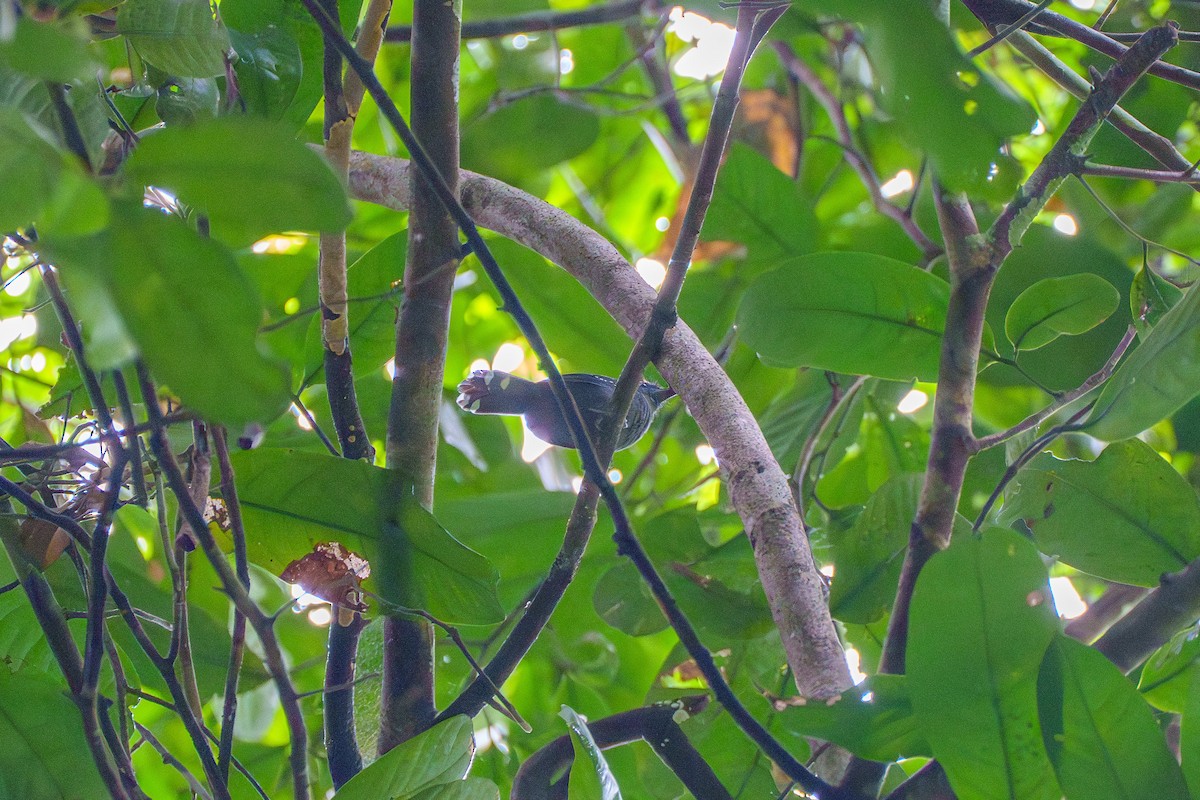 Gray Antbird - ML636489418