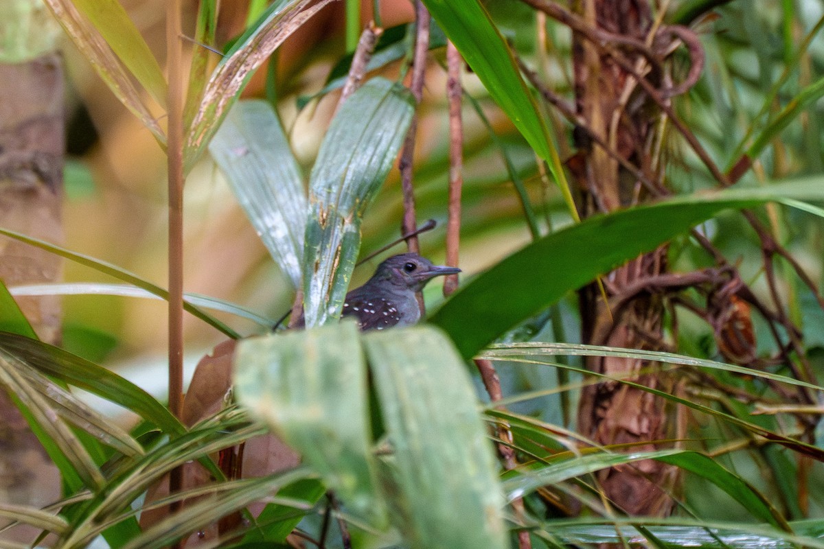 Rufous-faced Antbird - ML636489432