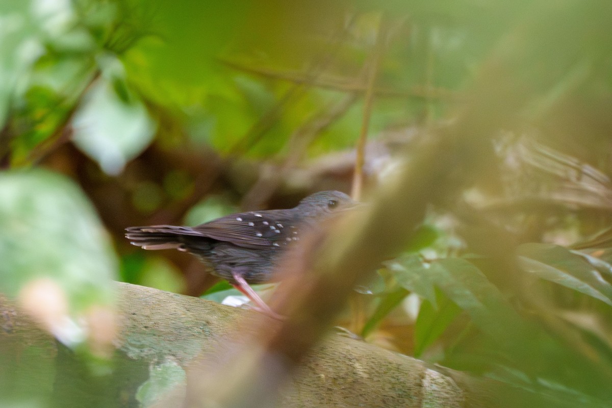 Rufous-faced Antbird - ML636489433