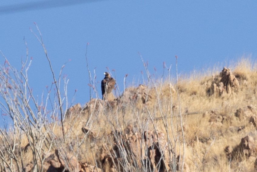 Golden Eagle - ML636489439