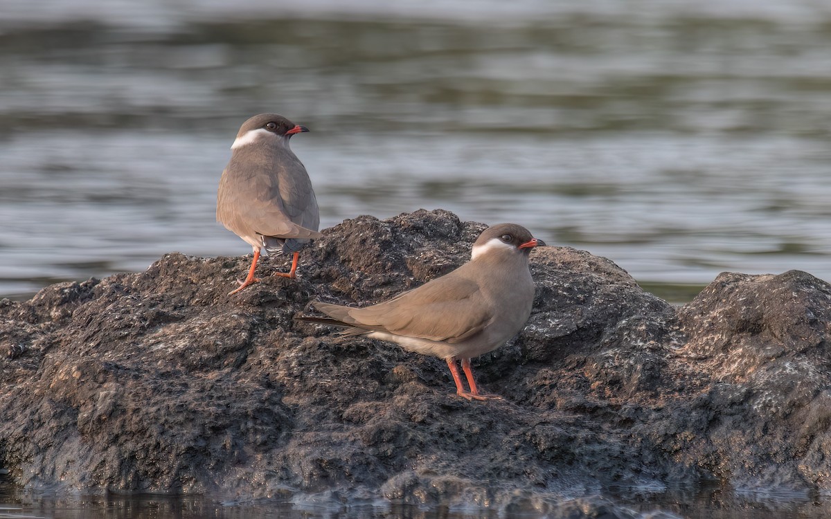 Rock Pratincole - ML636489445