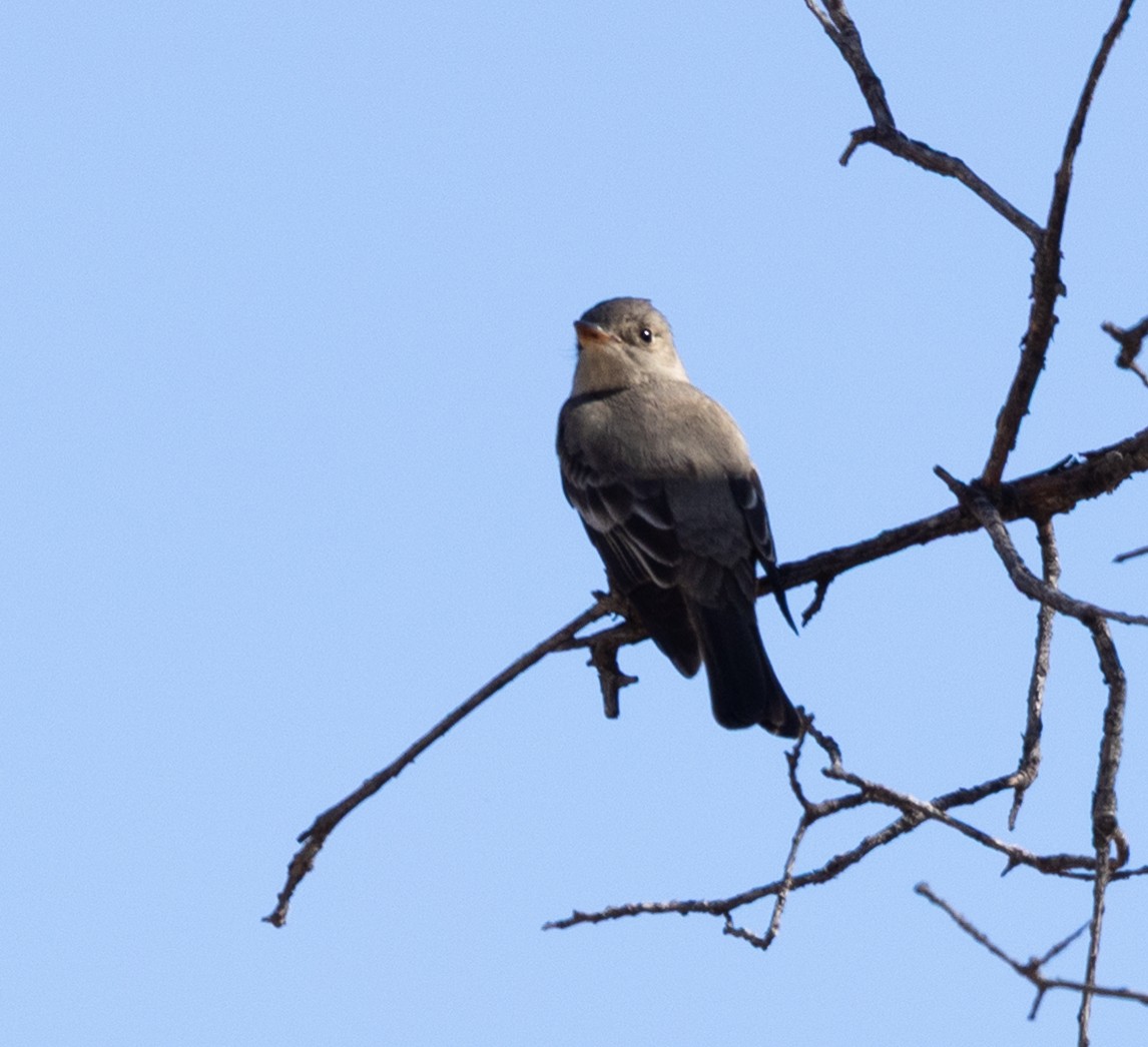Western Wood-Pewee - ML636489449