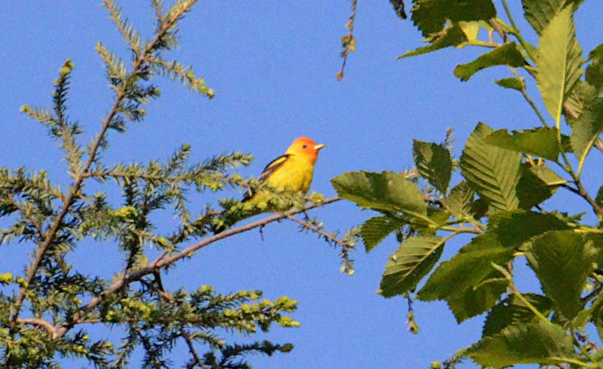 Western Tanager - ML636489453