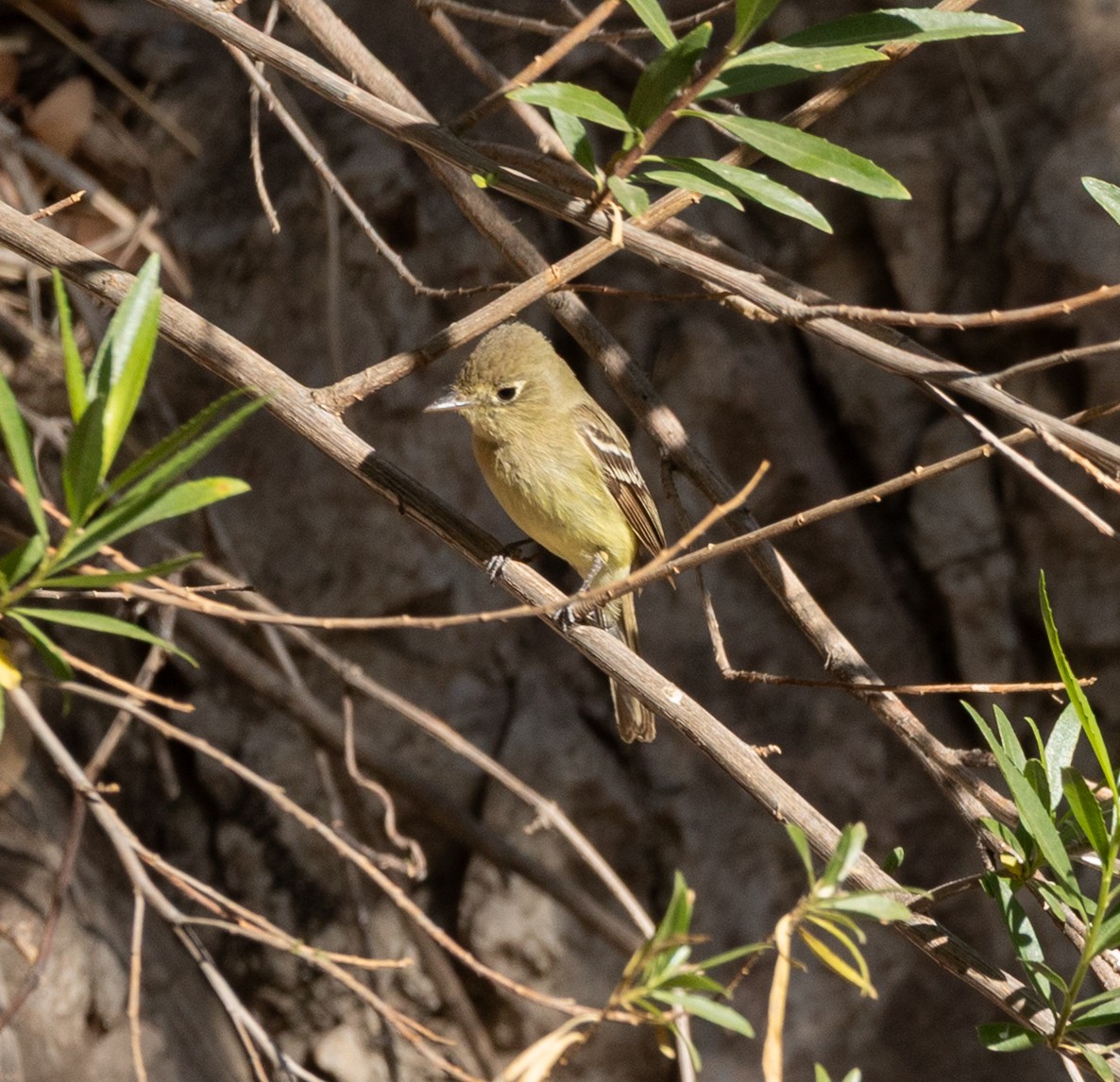 Western Flycatcher - ML636489467