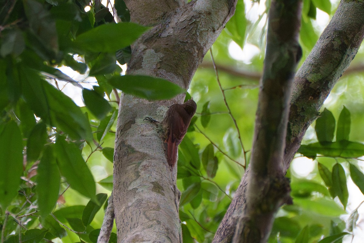 Dusky-capped Woodcreeper (Rondonia) - ML636489472