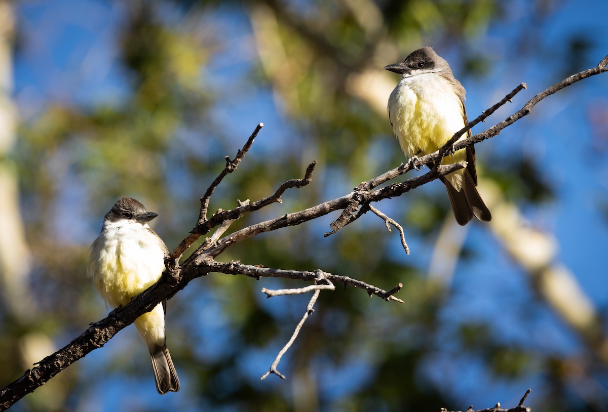 Thick-billed Kingbird - ML636489478