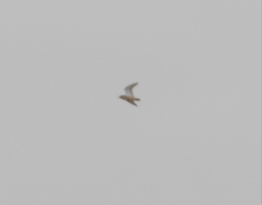 Tawny-throated Dotterel - ML636489504