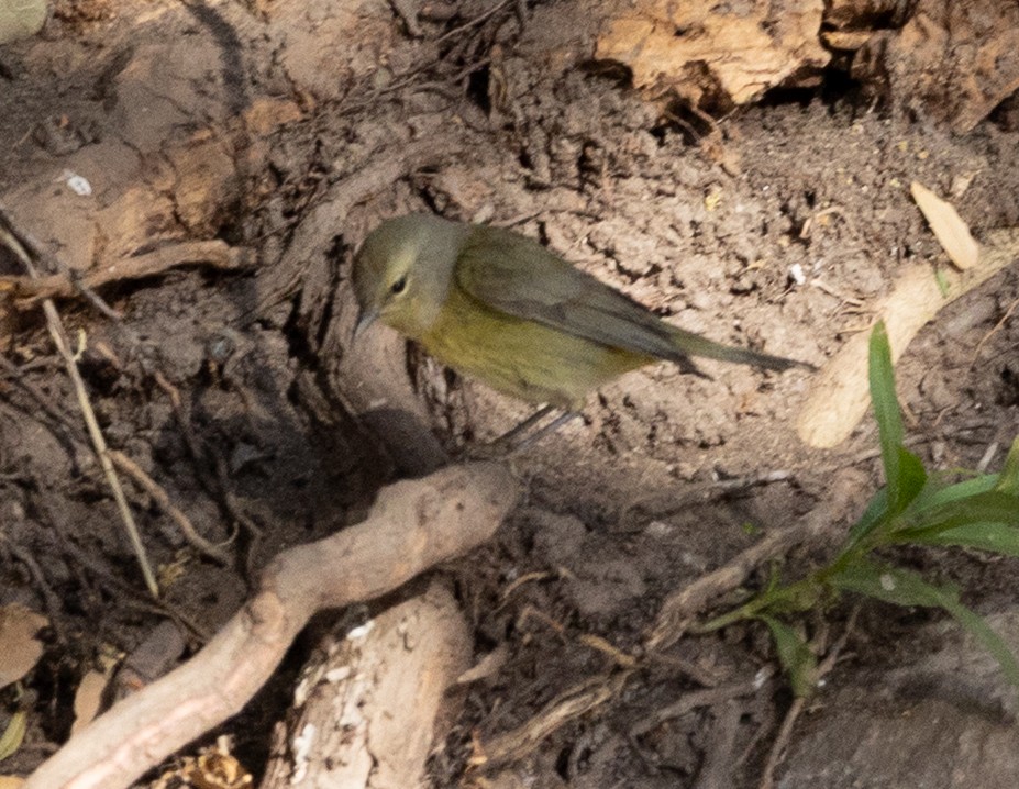 Orange-crowned Warbler - ML636489544
