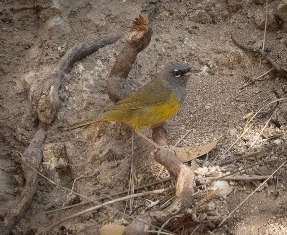 MacGillivray's Warbler - ML636489556