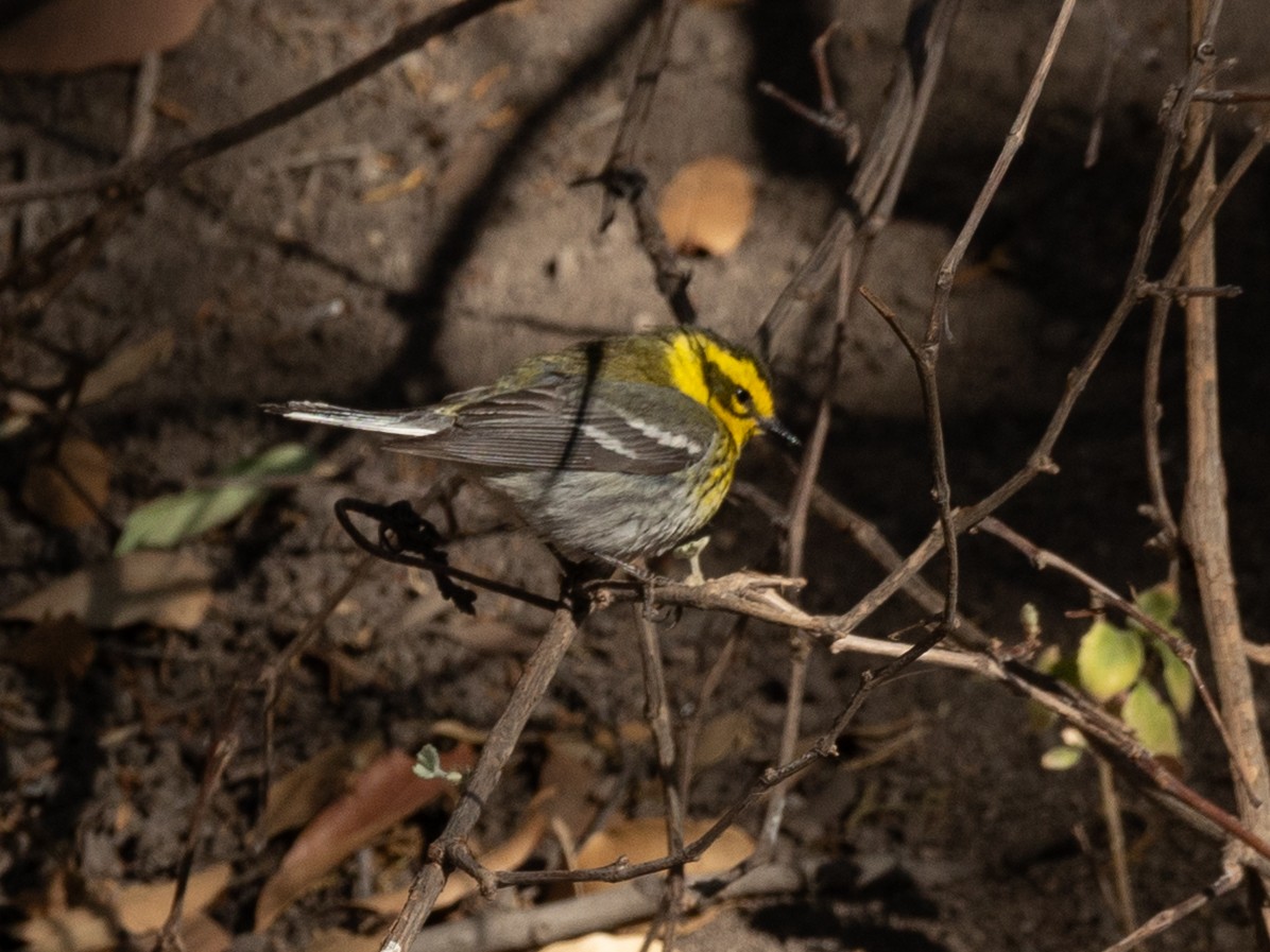 Townsend's Warbler - ML636489580