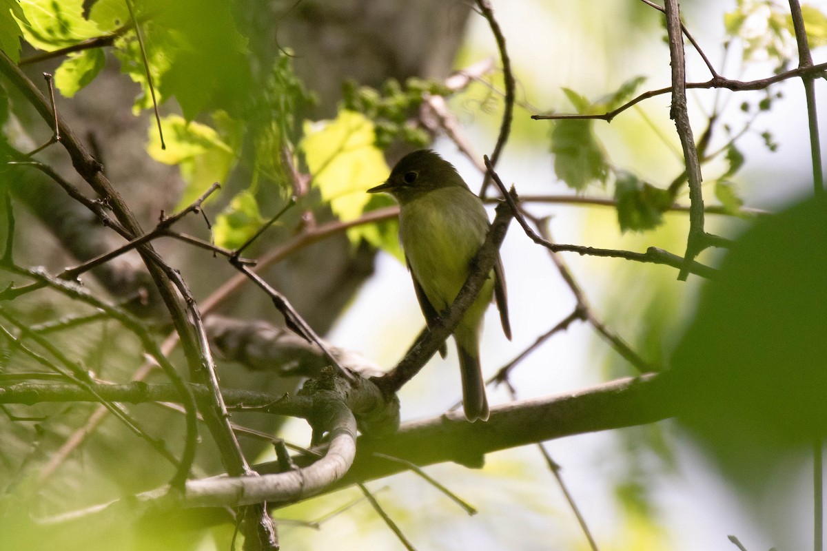 Yellow-bellied Flycatcher - ML636489589