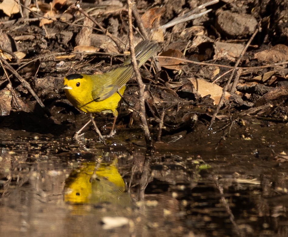 Wilson's Warbler - ML636489594