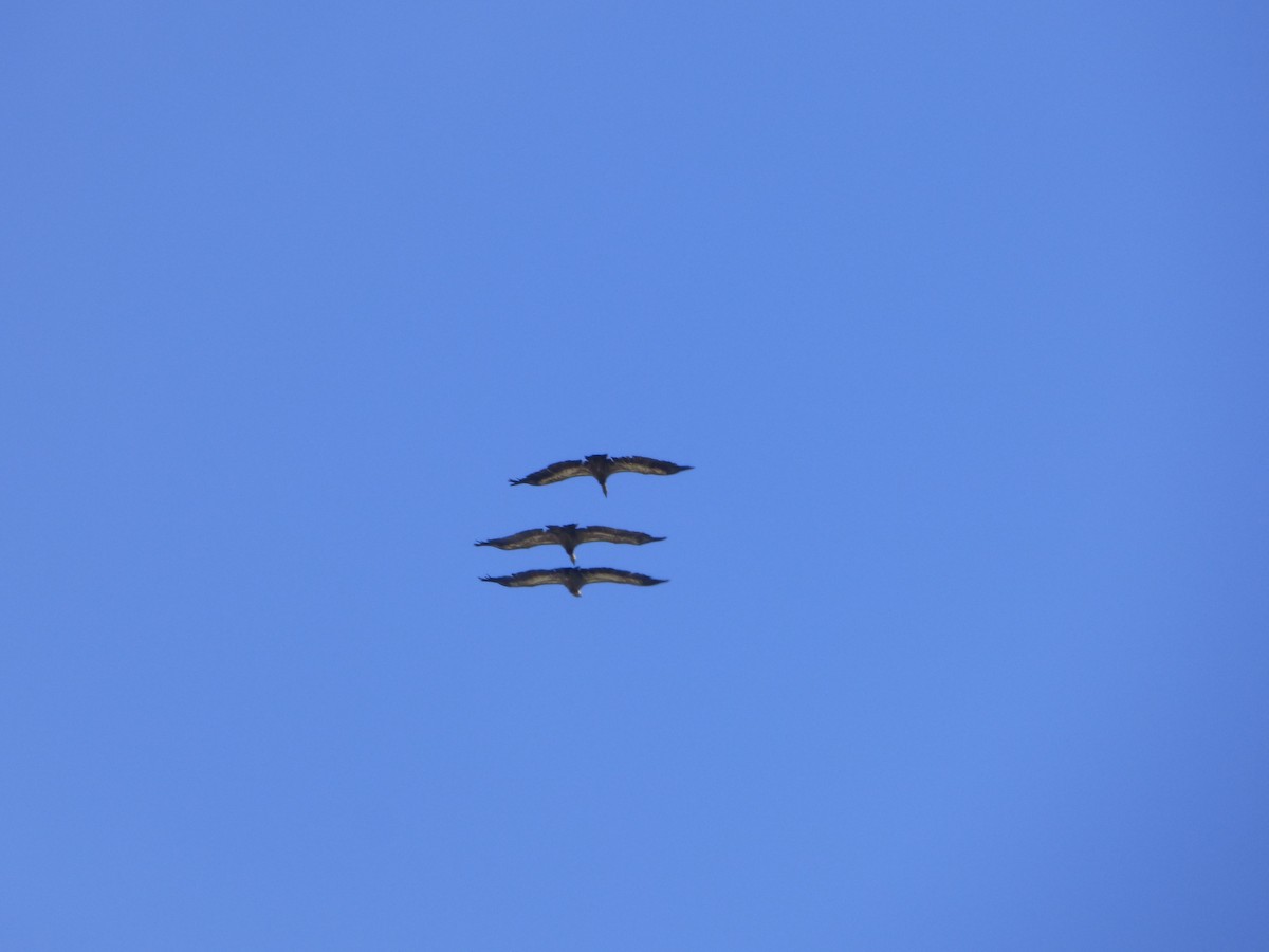 Eurasian Griffon - ML636489633