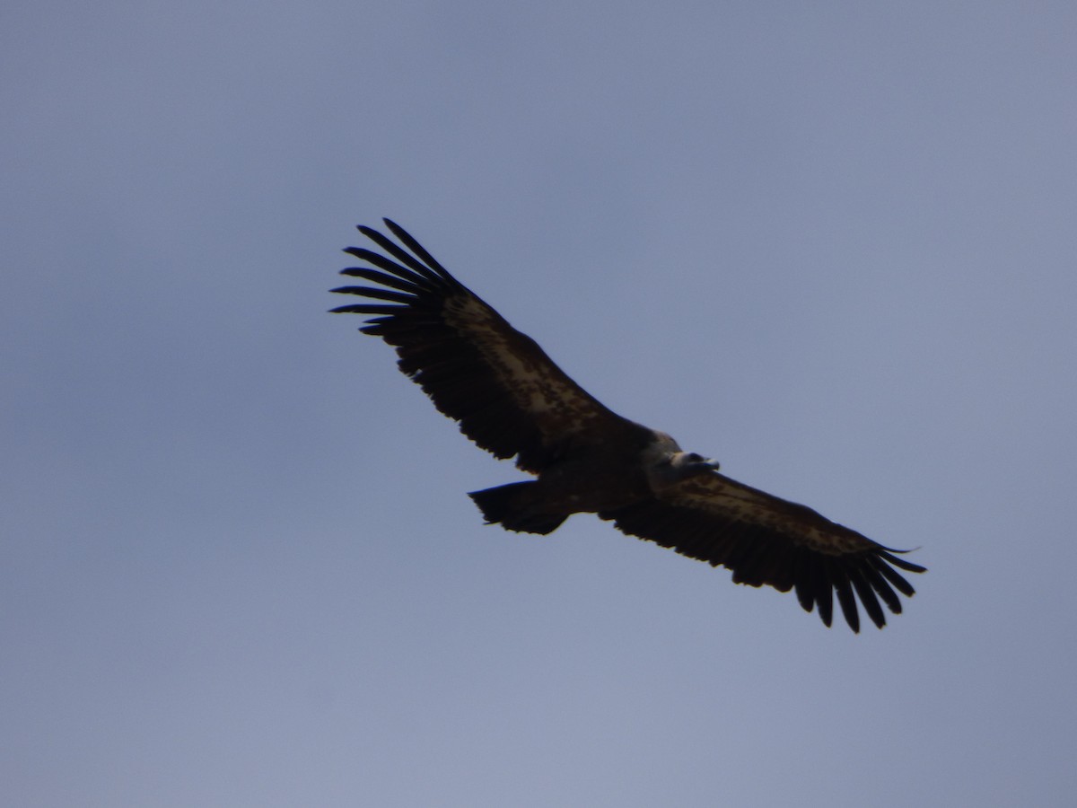 Eurasian Griffon - ML636489637