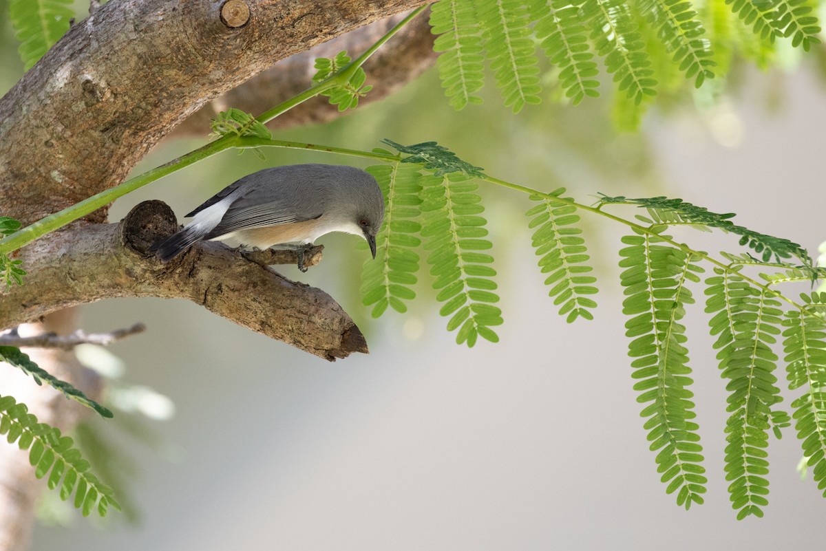Mauritius Gray White-eye - ML636489638