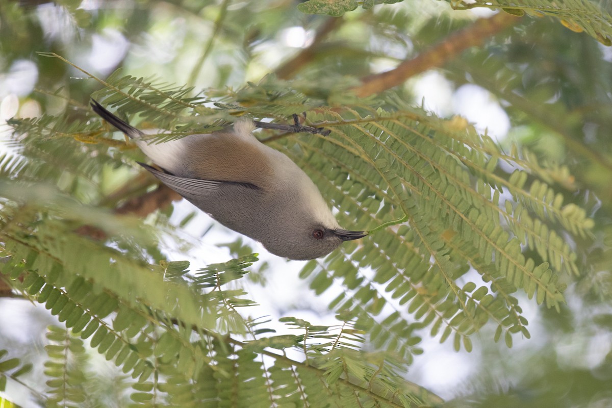 Mauritius Gray White-eye - ML636489639