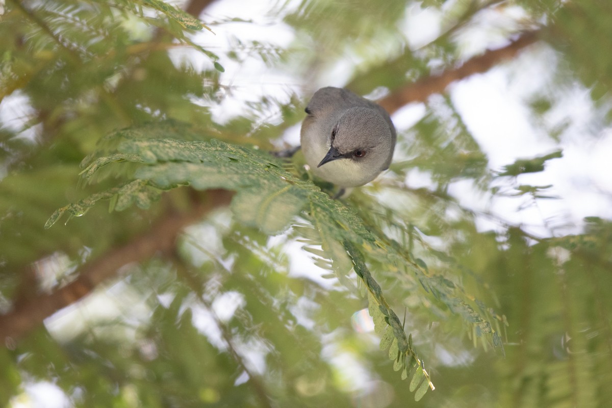 Mauritius Gray White-eye - ML636489640