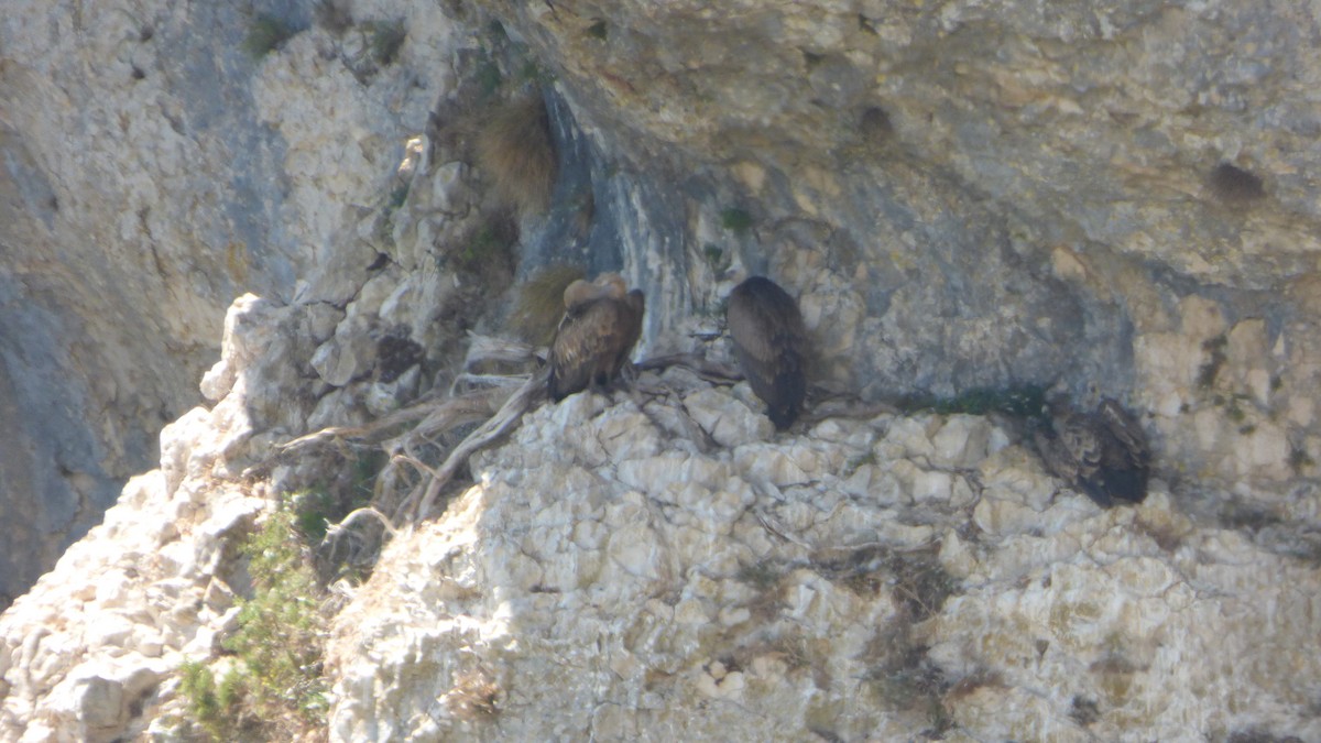 Eurasian Griffon - ML636489646