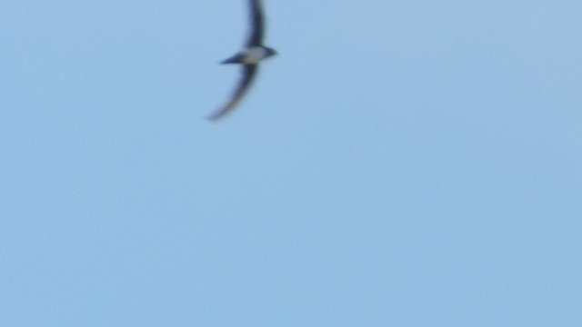 Alpine Swift - ML636489650