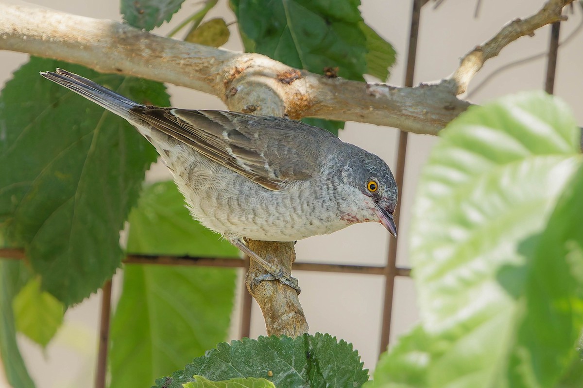 Харсуун зэржгэнэ - ML636489713