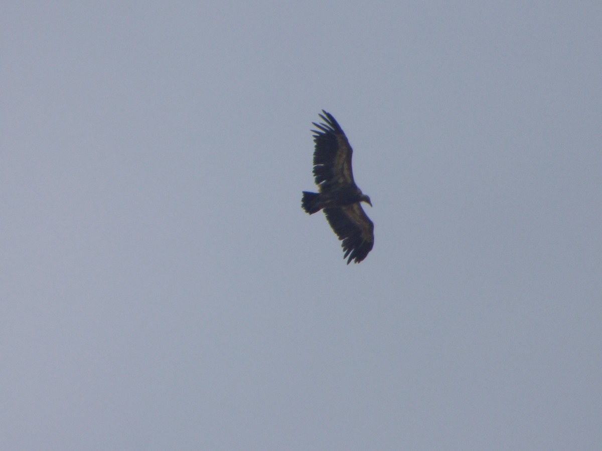 Eurasian Griffon - ML636489734