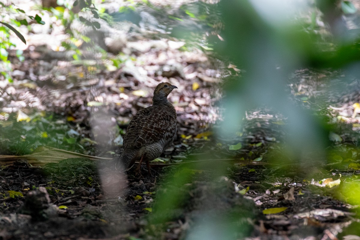 Gray Francolin - ML636489746