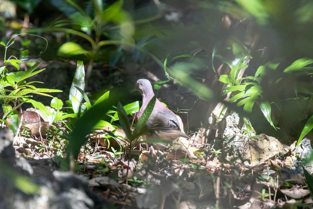 Malagasy Turtle-Dove - ML636489752