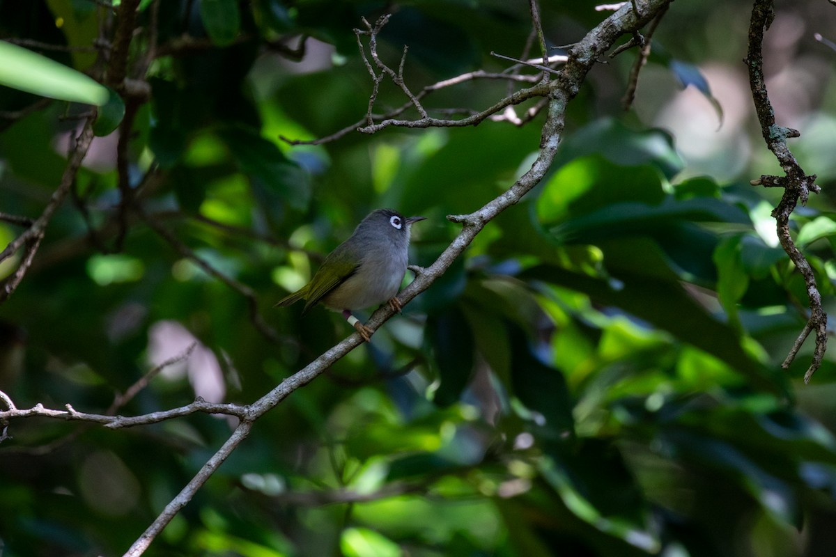 Mauritius White-eye - ML636489769