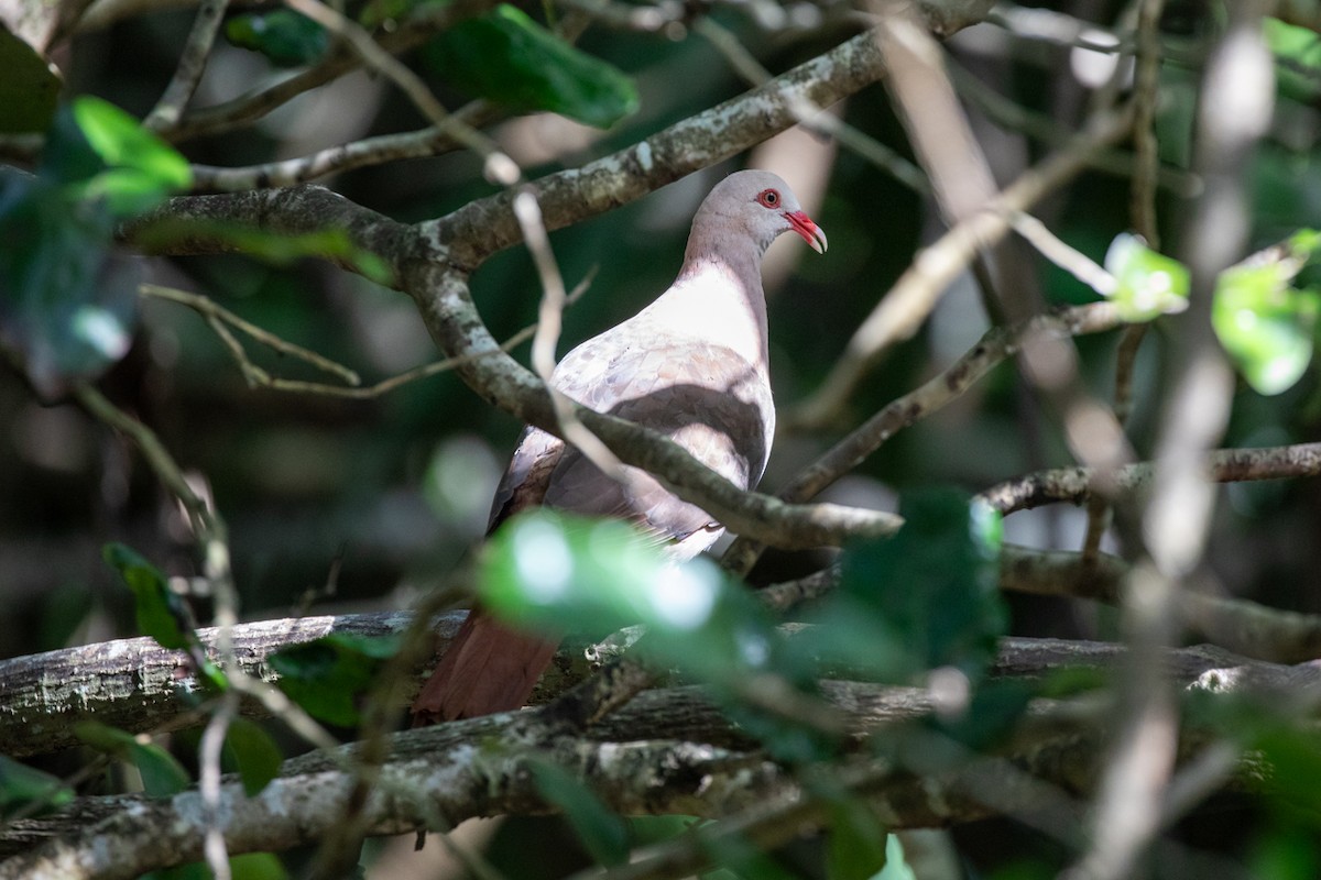 Pink Pigeon - ML636489805