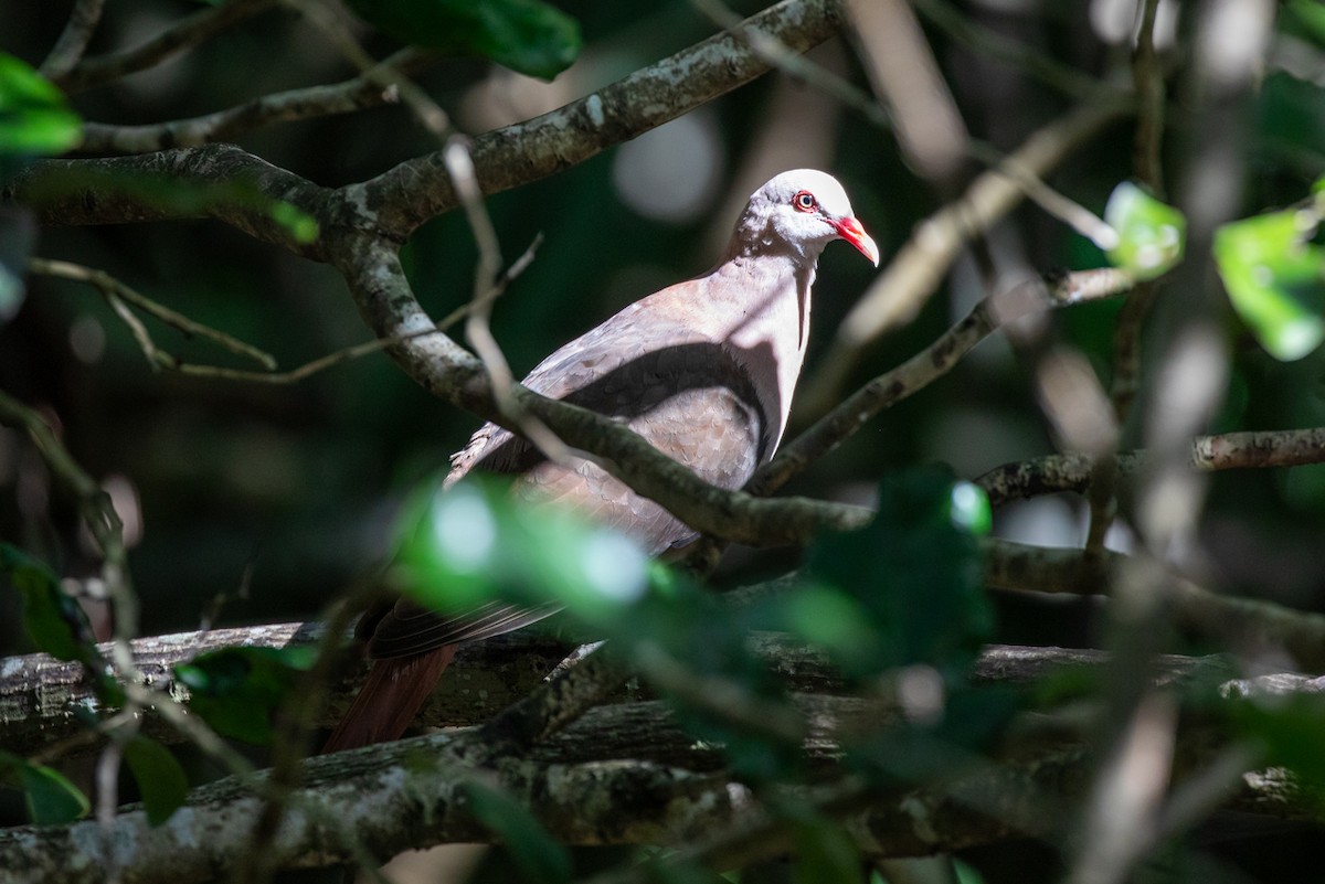 Pink Pigeon - ML636489806
