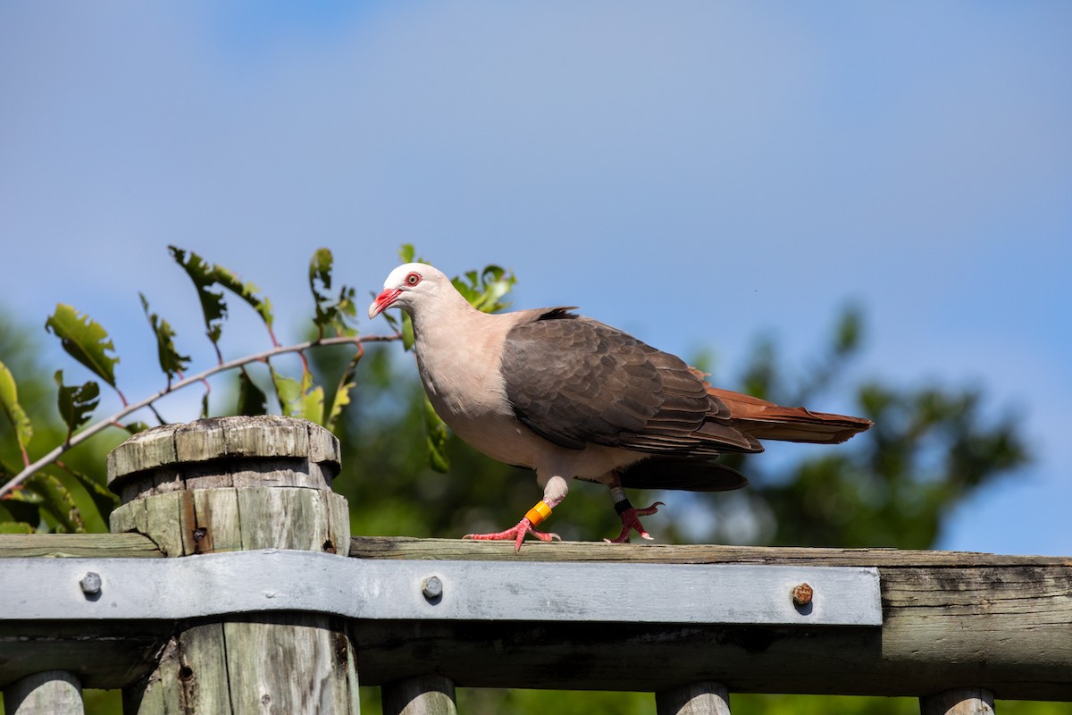 Pink Pigeon - ML636489808