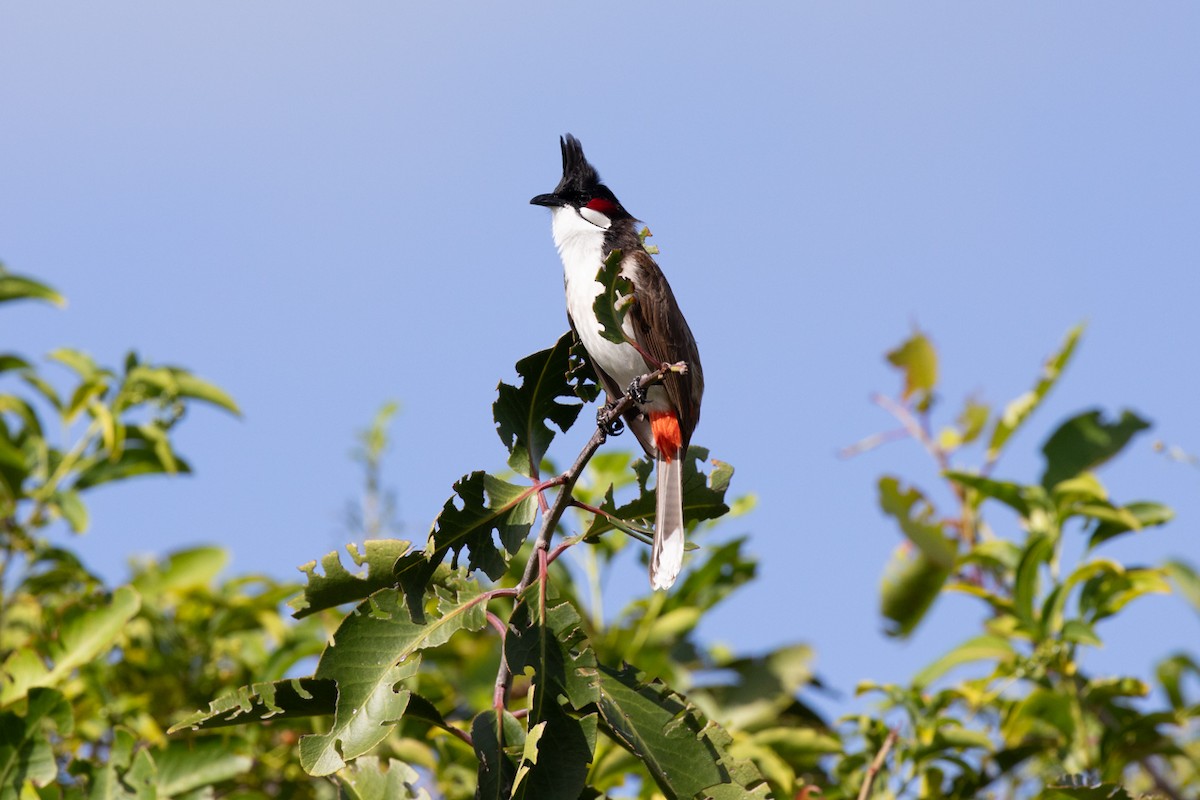 Red-whiskered Bulbul - ML636489816