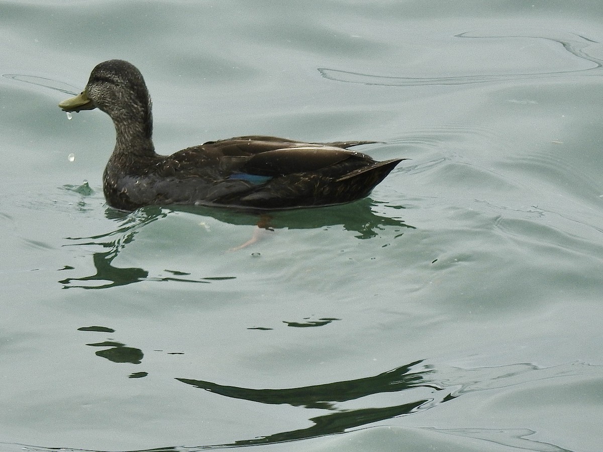 American Black Duck - ML636489843