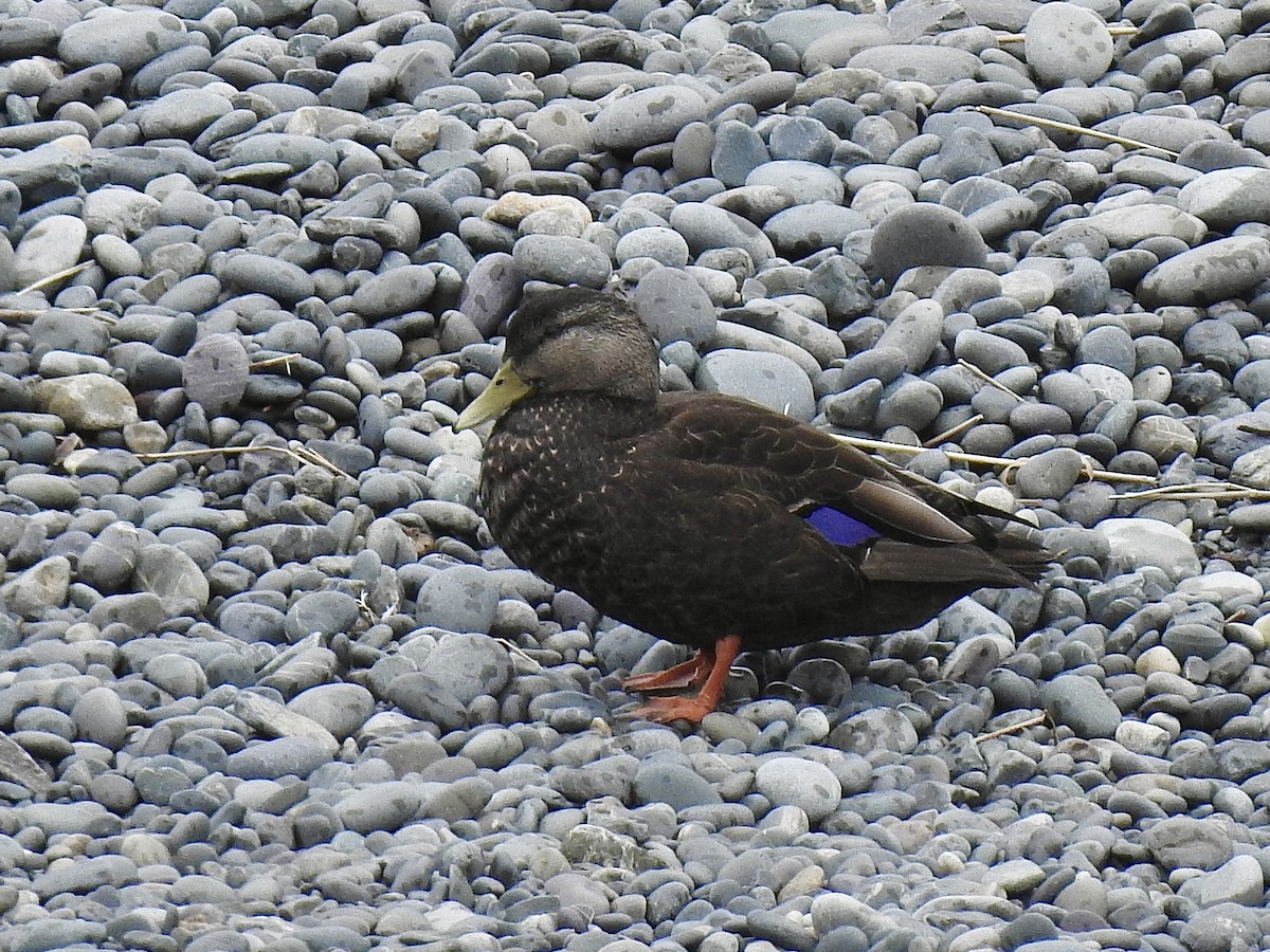 American Black Duck - ML636489844