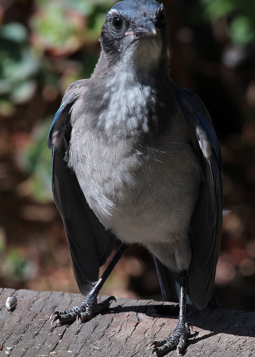 California Scrub-Jay - ML636489882