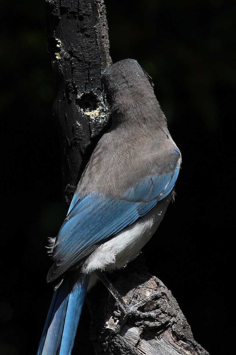 California Scrub-Jay - ML636489883