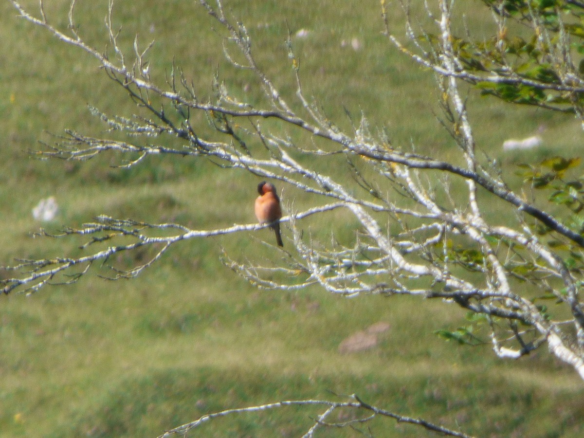 Eurasian Bullfinch - ML636489910