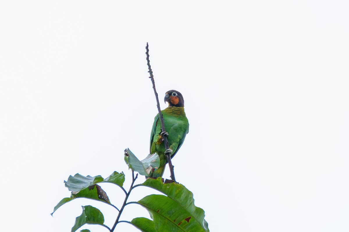 Orange-cheeked Parrot - ML636489915