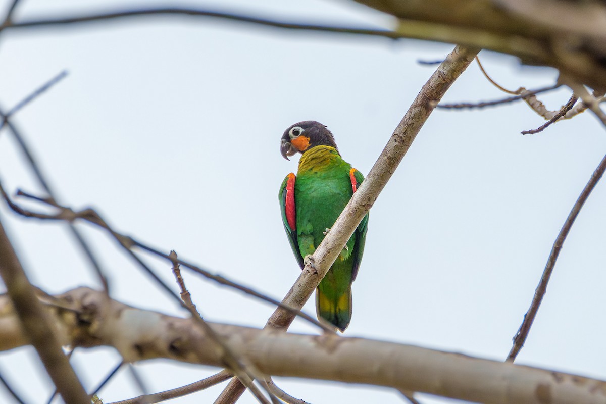 Orange-cheeked Parrot - ML636489916